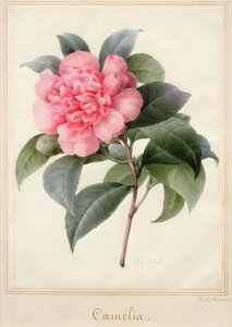 Camelia (akvarell med guld på veläng) av Pierre Joseph Redouté
