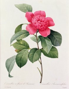 Camellia Anemonefolia (färgad gravyr) av Pierre Joseph Redouté