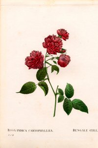 Carnation China Rose, Rosa chinensis sort, The Bengal Carnation Carnation. Handfärgad kopparsticksgravyr från Pierre Joseph Redoutes "" Les Roses,"" Paris av Pierre Joseph Redouté