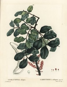 Johannesbrödträd eller johannesbröd, Ceratonia siliqua. Handkolorerad stipplegravyr av Mixelle l