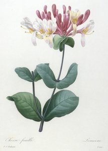 Chevre-feuille, från valet av de vackraste blommorna och de vackraste frukterna, 1827 (handfärgad sticklinggravyr)
