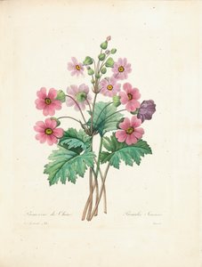 Kinesisk Primrose, graverad av Bessin, från 