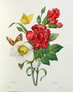 Julros, Helleborus niger och Röd nejlika med fjärilar, från 