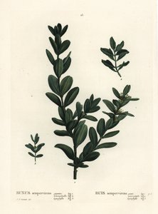 Vanlig låda, europeisk låda eller buxbom, Buxus sempervirens (gigantea, heterophylla och leptophylla). Handkolorerad stippelgravyr efter en illustration av Pierre-Joseph Redoute från Henri Louis Duhamel du Monceaus Treat des Arbres et Shrustes, Paris av Pierre Joseph Redouté