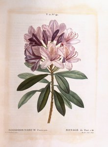 Vanlig rhododendron (Rhododendron ponticum), Henry Louis Duhamel du Monceau, botanisk platta av Pierre Joseph Redouté av Pierre Joseph Redouté