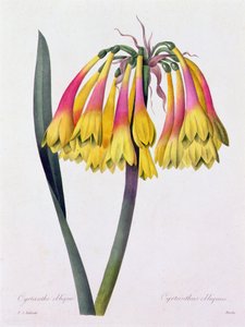 Cyrtanthus Obliquus (färgad gravyr) av Pierre Joseph Redouté