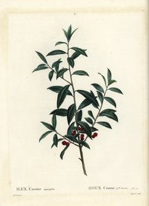 Dahoon järnek eller cassina, Ilex cassine. Handkolorerad stipplegravyr av Coqueret efter en illustration av Pierre-Joseph Redoute från Henri Louis Duhamel du Moncels Treat des Arbres et Shrustes, Paris av Pierre Joseph Redouté