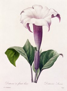 Dature Laevis (färgad gravyr) av Pierre Joseph Redouté