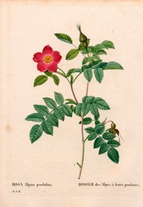 Under fruktad rosa alpin, Rosa pendulina. Handfärgad kopparsticksgravyr från Pierre Joseph Redoutes "" Les Roses,"" Paris av Pierre Joseph Redouté