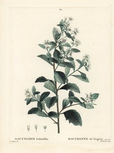 Östra baccharis, jordselbuske, havsmyrten eller saltbuske, Baccharis halimifolia. Handfärgad stipplegravyr av Miss Brenet efter en illustration av Pierre-Joseph Redoute från Henri Louis Duhamel du Moncels Treat des Arbres et Shrustes, Paris av Pierre Joseph Redouté