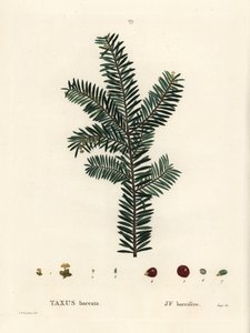Engelsk idegran eller europeisk idegran, Taxus baccata. Handkolorerad stipplegravyr efter en illustration av Pierre-Joseph Redoute från Henri Louis Duhamel du Monceaus Treat des Arbres et Shrustes, Paris av Pierre Joseph Redouté