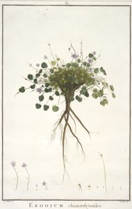 Erodium chamaedryoides, från Geraniologi, eller från historien om Erodius, Pelargonii, Monsonia och Grieli, illustrerad med ikoner, 1787-88 (handfärgad gravyr) av Pierre Joseph Redouté