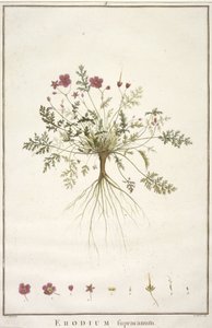 Erodius supracanum, från Geraniologi, eller från historien om Erodii, Pelargonii, Monsonia och Grieli, illustrerad med ikoner, 1787-88 (handfärgad gravyr) av Pierre Joseph Redouté
