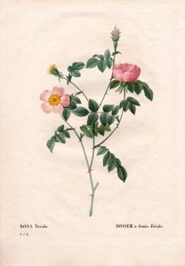 Fetidfruktros. Handfärgad kopparsticksgravyr från Pierre Joseph Redoutes "" Les Roses,"" Paris av Pierre Joseph Redouté