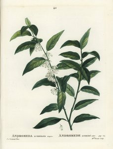 Fetterbush, Andromeda acuminata. Handfärgad stipplegravyr av Miss Brenet efter en illustration av Pierre-Joseph Redoute från Henri Louis Duhamel du Moncels Treat des Arbres et Shrustes, Paris av Pierre Joseph Redouté