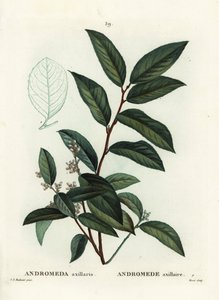 Fetterbush, Andromeda axillaris. Handkolorerad stippelgravyr av Moret efter en illustration av Pierre-Joseph Redoute från Henri Louis Duhamel du Moncels Treat des Arbres et Shrustes, Paris av Pierre Joseph Redouté