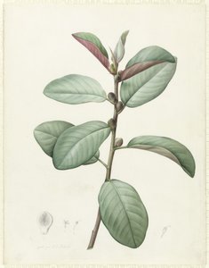 Ficus Rubiginosa (wc och kroppsfärg över grafit på veläng) av Pierre Joseph Redouté