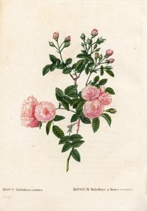 Köttrosa rosa multiflora, Rosa multiflora var. carnea, Rosier Multiflora med carneablommor. Handfärgad kopparsticksgravyr från Pierre Joseph Redoutes "" Les Roses,"" Paris av Pierre Joseph Redouté