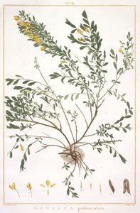 Genista pedunculata, från Stripes Nova or Less Known, 1784 (handfärgad gravyr) av Pierre Joseph Redouté