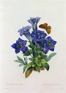 Gentiana Acaulis (färgad gravyr) av Pierre Joseph Redouté