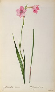 Gladiolus Hirsulus, från `Les Liliacees