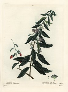 Gojibär eller kinesisk boxthorn, Lycium chinense. Handkolorerad stippelgravyr av Moret efter en illustration av Pierre-Joseph Redoute från Henri Louis Duhamel du Moncels Treat des Arbres et Shrustes, Paris av Pierre Joseph Redouté