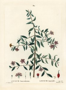 Gojibär eller kinesisk vargbär, Lycium barbarum (Lycium lanceolatum). Handkolorerad stippelgravyr av Du Ruisseau efter en illustration av Pierre-Joseph Redoute från Henri Louis Duhamel du Moncels Treat des Arbres et Shrustes, Paris av Pierre Joseph Redouté
