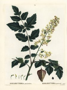 Goldenrain-träd, Indiens stolthet, Kinaträd eller lackträd, Koelreuteria paniculata. Handkolorerad stipplegravyr av efter en illustration av Pierre-Joseph Redoute från Henri Louis Duhamel du Monceaus Treat des Arbres et Shrustes, Paris av Pierre Joseph Redouté