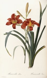 Hemerocallis Fulva - Hemerocallis Fauve av Pierre Joseph Redouté