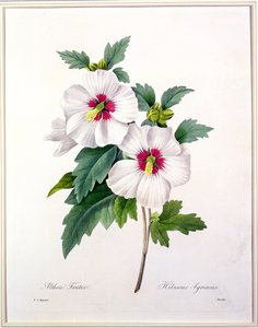 Hibiscus syriacus, graverad av Bessin, från 