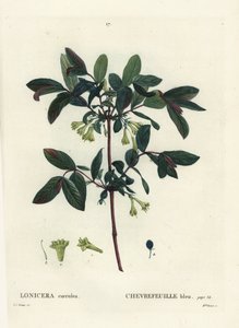 Honungsbär, Haskap bär, blåbär kaprifol, eller sötbär kaprifol, Lonicera caerulea. Handkolorerad stipplegravyr av Miss Brenet efter en illustration av Pierre-Joseph Redoute från Henri Louis Duhamel du Moncels Treat des Arbres et Shrustes av Pierre Joseph Redouté
