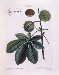 Hästkastanj eller Conkerträd (Aesculus hippocastanum), Henry Louis Duhamel du Monceau, botanisk platta av Pierre Joseph Redouté av Pierre Joseph Redouté