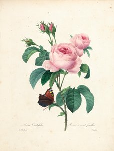 Hundrabladig ros, graverad av Langlois, från Choice of the Most Beautiful Flowers and Most Beautiful Fruits, Vol. I, 1827-33