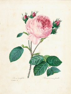 Hundrabladiga ros, från "Val av de vackraste blommorna och de vackraste frukterna", Vol. I, 1827-33
