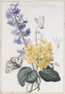 Hyacint, cyklamen och narcisser av Pierre Joseph Redouté