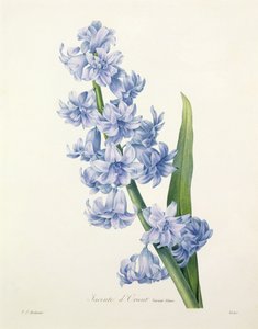 Hyacinthus orientalis (vanlig hyacint), graverad av Victor, från "Choice of the Most Beautiful Flowers", 1827