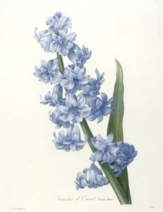 Orientalisk hyacint, blå variant, från Choice Of The Most Beautiful Flowers and Most Beautiful Fruits, 1827 (handfärgad prickad gravyr)