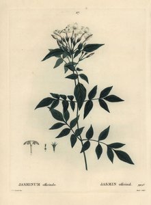 Jasmine, Jasminum officinale. Handkolorerad stippelgravyr av Moret efter en illustration av Pierre-Joseph Redoute från Henri Louis Duhamel du Moncels Treat des Arbres et Shrustes, Paris av Pierre Joseph Redouté