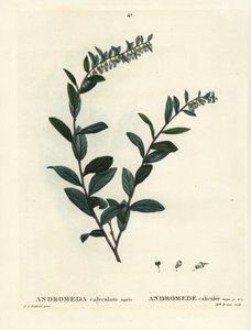 Läderblad, Chamaedaphne calyculata (Andromeda calyculata). Handkolorerad stippelgravyr av Miss Brenet efter en illustration av Pierre-Joseph Redoute från Henri Louis Duhamel du Moncels Treat of Trees et Shrustes, Paris av Pierre Joseph Redouté