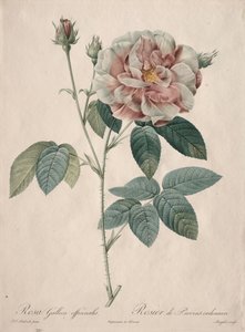 Rosorna: Rosa Gallica av Pierre Joseph Redouté
