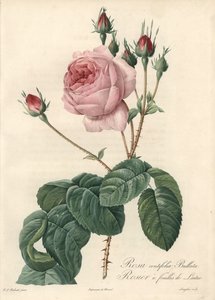 Salladsbladsros - Eau forte de Langlois, baserad på en illustration av Pierre Joseph Redoute (1759-1840), från Les Roses av Pierre Joseph Redouté