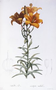 Lily Bulbiferum av Pierre Joseph Redouté