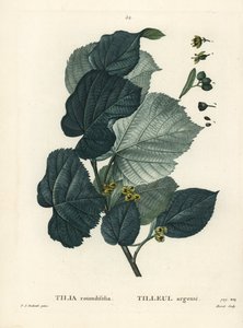 Lindeträd, Tilia rotundifolia. Handkolorerad stippelgravyr av Moret efter en illustration av Pierre-Joseph Redoute från Henri Louis Duhamel du Moncels Treat des Arbres et Shrustes, Paris av Pierre Joseph Redouté
