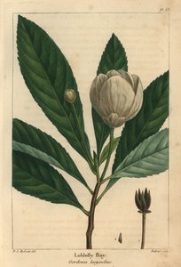 Loblolly bay, Gordonia lasyanthus (gravyr) av Pierre Joseph Redouté