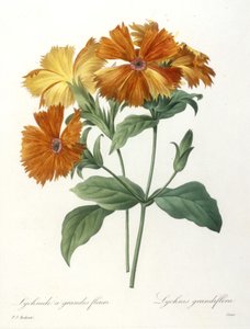 Storblommig Lychnid, Lychnus grandiflora, från Choice Of The Most Beautiful Flowers and Most Beautiful Fruits, 1827 (handfärgad stipplegravyr)