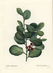 Madeirajärnek, Ilex perado (Holly de Madere, Ilex maderiensis). Handkolorerad stipplegravyr av Casenave efter en illustration av Pierre-Joseph Redoute från Henri Louis Duhamel du Moncels Treat des Arbres et Shrustes, Paris av Pierre Joseph Redouté