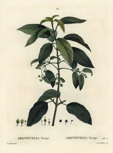 Maqui eller chilensk vinbär, Aristotelia chilensis (Aristotelia macqui). Handfärgad stipplegravyr av Aimee efter en illustration av Pierre-Joseph Redoute från Henri Louis Duhamel du Moncels Treat des Arbres et Shrustes, Paris av Pierre Joseph Redouté