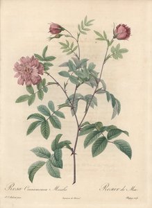 Majros eller kanelros - Eau forte de Chapuy, från en illustration av Pierre Joseph Redoute (1759-1840), utdrag från Les Roses av Pierre Joseph Redouté