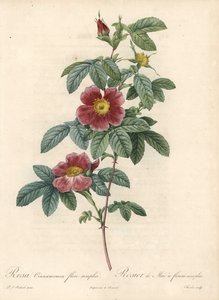 Majros eller ros kanel en enkel blomma - Eau forte av Charlin, från en illustration av Pierre Joseph Redoute (1759-1840), från Les Roses av Pierre Joseph Redouté