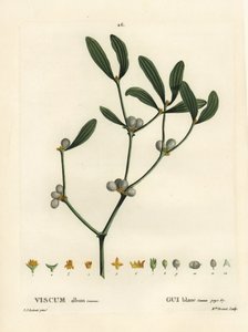 Mistel, Visum album. Handfärgad stipplegravyr av Miss Brenet efter en illustration av Pierre-Joseph Redoute från Henri Louis Duhamel du Moncels Treat des Arbres et Shrustes, Paris av Pierre Joseph Redouté